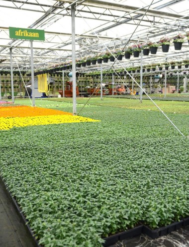 Plantenkwekerij Brugmans Bergeijk afbeelding 5